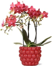 Intratuin Arrangement Vlinderorchidee (Phalaenopsis) In Bessenpot Rood D 9 H 40 Cm