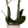 Intratuin Arrangement Vlinderorchidee (Phalaenopsis) In Pot Wit D 9 H 40 Cm -Groene Tuin Winkel 8720196816118