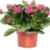 Kalanchoë (Kalanchoë 'Queen') Paars D 14 H 26 Cm -Groene Tuin Winkel 8720196854882 0