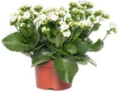 Kalanchoë (Kalanchoe 'Queen') Wit D 14 H 26 Cm