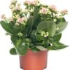 Kalanchoë (Kalanchoe 'Queen') Licht Roze D 14 H 26 Cm