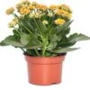 Kalanchoë (Kalanchoe 'Queen') Oranje D 14 H 26 Cm -Groene Tuin Winkel 8720196854943 0