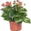 Kalanchoë (Kalanchoe 'Queen') Rood D 14 H 26 Cm 1 Kalanchoë (Kalanchoe 'Queen') Rood D 14 H 26 Cm -Groene Tuin Winkel 8720196854967 0