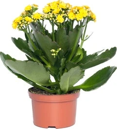 Kalanchoë (Kalanchoe 'Queen') Geel D 14 H 26 Cm