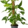 Pijlblad (Syngonium 'Mottled Mojito') D 16 H 60 Cm -Groene Tuin Winkel 8720196906895 0