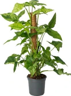 Pijlblad (Syngonium 'Mottled Mojito') D 16 H 60 Cm