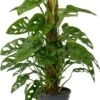Gatenplant (Monstera Obliqua 'Monkey Mask') D 16 H 60 Cm