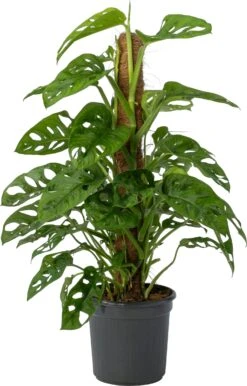 Gatenplant (Monstera Obliqua 'Monkey Mask') D 16 H 60 Cm