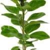 Rubberboom (Ficus Altissima 'Yellow Jam') D 21 H 100 Cm -Groene Tuin Winkel 8720196938469 0