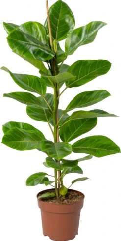 Rubberboom (Ficus Altissima 'Yellow Jam') D 21 H 100 Cm