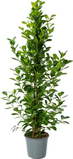 Vijgenboom (Ficus Microcarpa 'Moclame') D 24 H 135 Cm