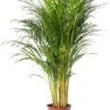 Goudpalm (Dypsis Lutescens) D 24 H 130 Cm -Groene Tuin Winkel 8720196946372 0