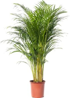 Goudpalm (Dypsis Lutescens) D 24 H 130 Cm