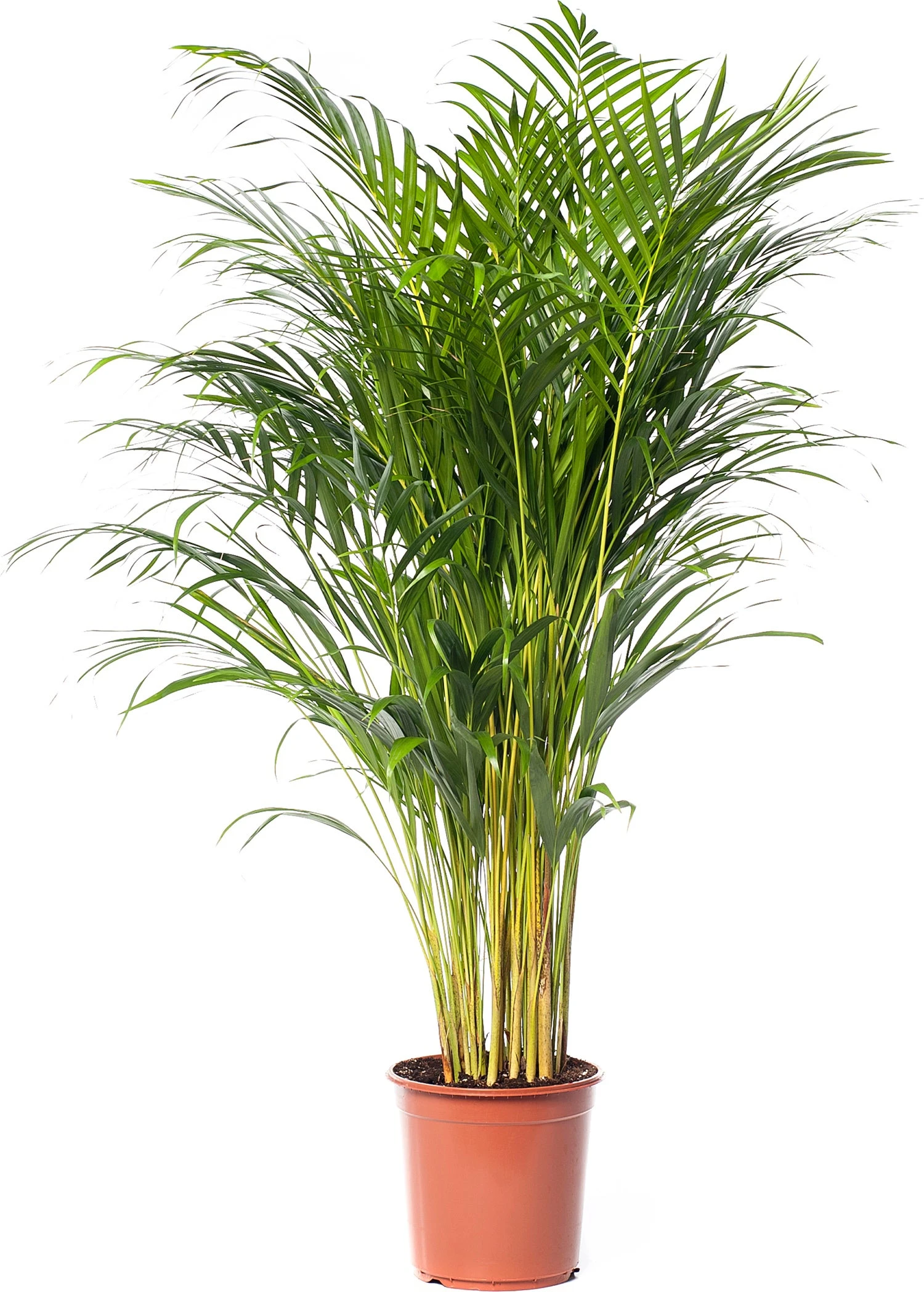 Goudpalm (Dypsis Lutescens) D 24 H 130 Cm 3 Goudpalm (Dypsis Lutescens) D 24 H 130 Cm