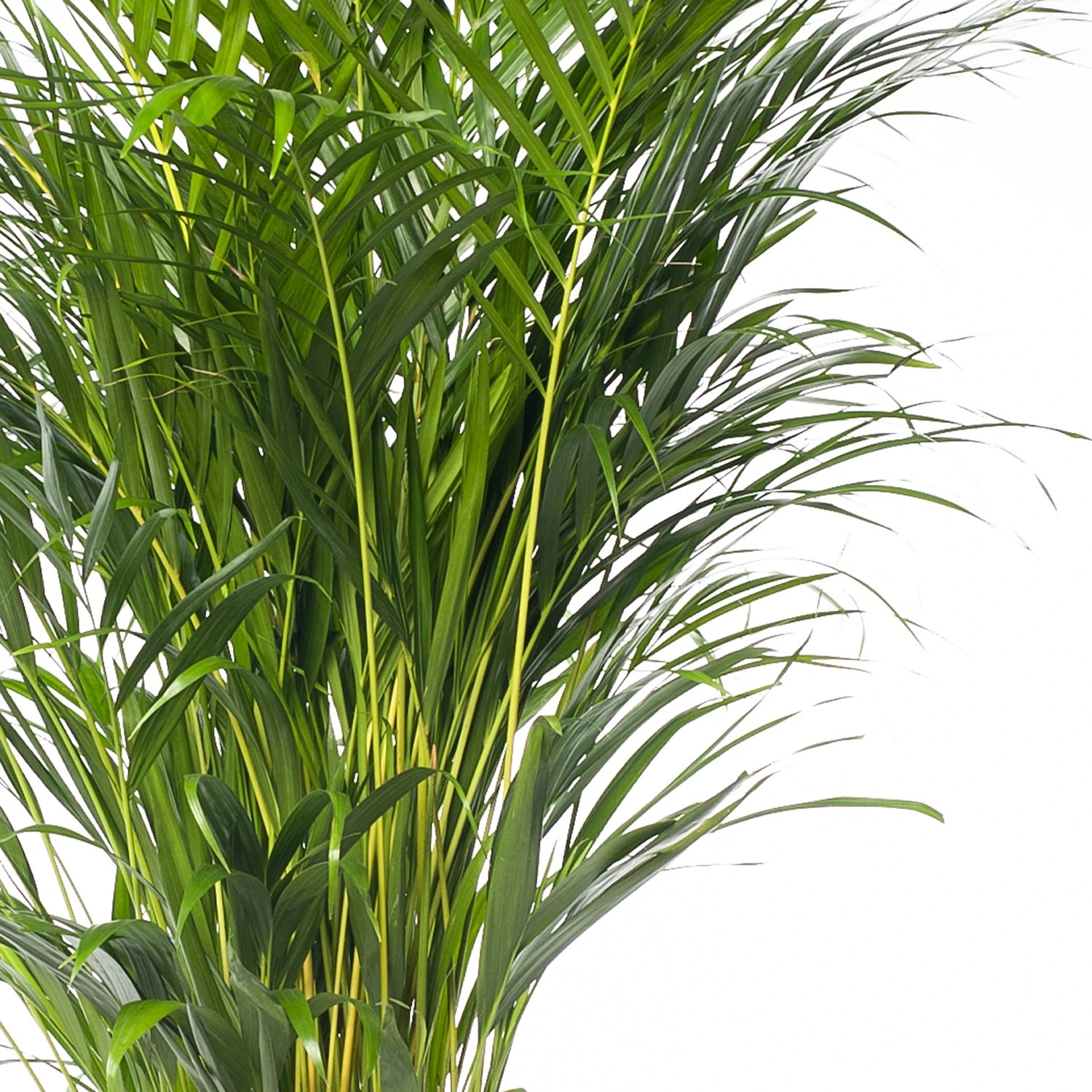 Goudpalm (Dypsis Lutescens) D 24 H 130 Cm 4 Goudpalm (Dypsis Lutescens) D 24 H 130 Cm - Afbeelding 2