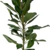 BanYanvijg (Ficus Benghalensis 'Joy') D 21 H 110 Cm