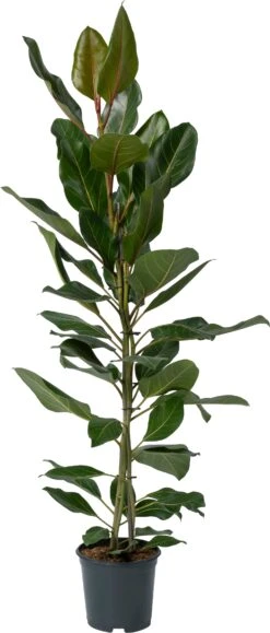BanYanvijg (Ficus Benghalensis 'Joy') D 21 H 110 Cm