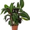 Calathea (Calathea Warscewiczii) D 27 H 100 Cm -Groene Tuin Winkel 8720196948208 0
