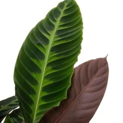 Calathea (Calathea Warscewiczii) D 27 H 100 Cm -Groene Tuin Winkel 8720196948208 2