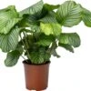 Calathea (Calathea Orbifolia) D 27 H 90 Cm -Groene Tuin Winkel 8720196948222 0