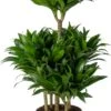 Drakenbloedboom (Dracaena Fragrans 'Compacta') D 24 H 100 Cm