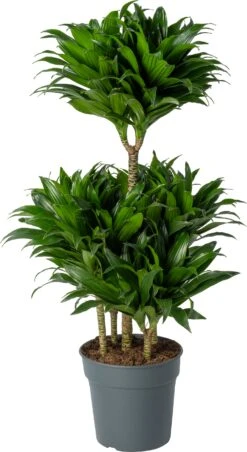 Drakenbloedboom (Dracaena Fragrans 'Compacta') D 24 H 100 Cm