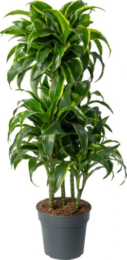 Drakenbloedboom (Dracaena Fragrans 'Dorado') D 24 H 110 Cm