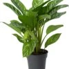 Aglaonema (Aglaonema 'Stripes') D 24 H 60 Cm -Groene Tuin Winkel 8720196952700 0