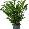 Zamioculcas (Zamioculcas Zamiifolia) D 27 H 110 Cm 2 Zamioculcas (Zamioculcas Zamiifolia) D 27 H 110 Cm -Groene Tuin Winkel 8720196954445 0