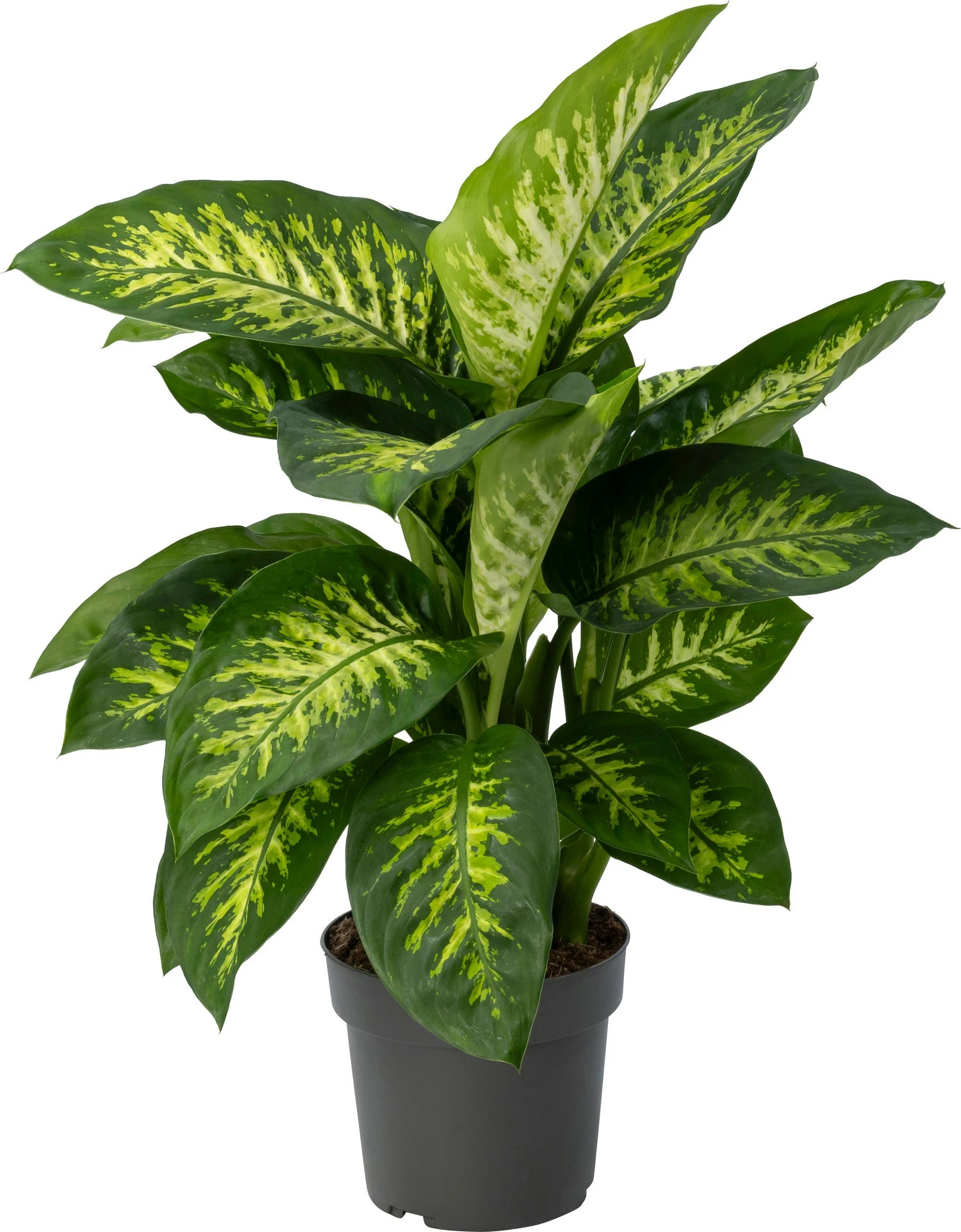 Dieffenbachia (Dieffenbachia 'Reeva') D 21 H 75 Cm 3 Dieffenbachia (Dieffenbachia 'Reeva') D 21 H 75 Cm