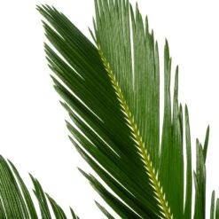 Palmvaren (Cycas Revoluta) D 21 H 80 Cm -Groene Tuin Winkel 8720196957323 2