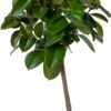 Rubberboom (Ficus Elastica 'Robusta') D 24 H 120 Cm -Groene Tuin Winkel 8720196957347 0