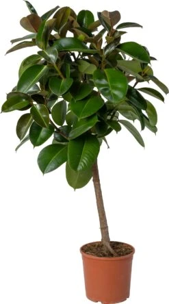 Rubberboom (Ficus Elastica 'Robusta') D 24 H 120 Cm