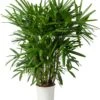 Bamboepalm (Rhapsis Excelsa) D 24 H 130 Cm -Groene Tuin Winkel 8720196957361 0