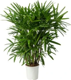 Bamboepalm (Rhapsis Excelsa) D 24 H 130 Cm