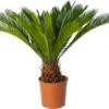 Palmvaren (Cycas Revoluta) D 24 H 90 Cm 1 Palmvaren (Cycas Revoluta) D 24 H 90 Cm -Groene Tuin Winkel 8720196957385 0