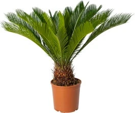 Palmvaren (Cycas Revoluta) D 24 H 90 Cm 3 Palmvaren (Cycas Revoluta) D 24 H 90 Cm
