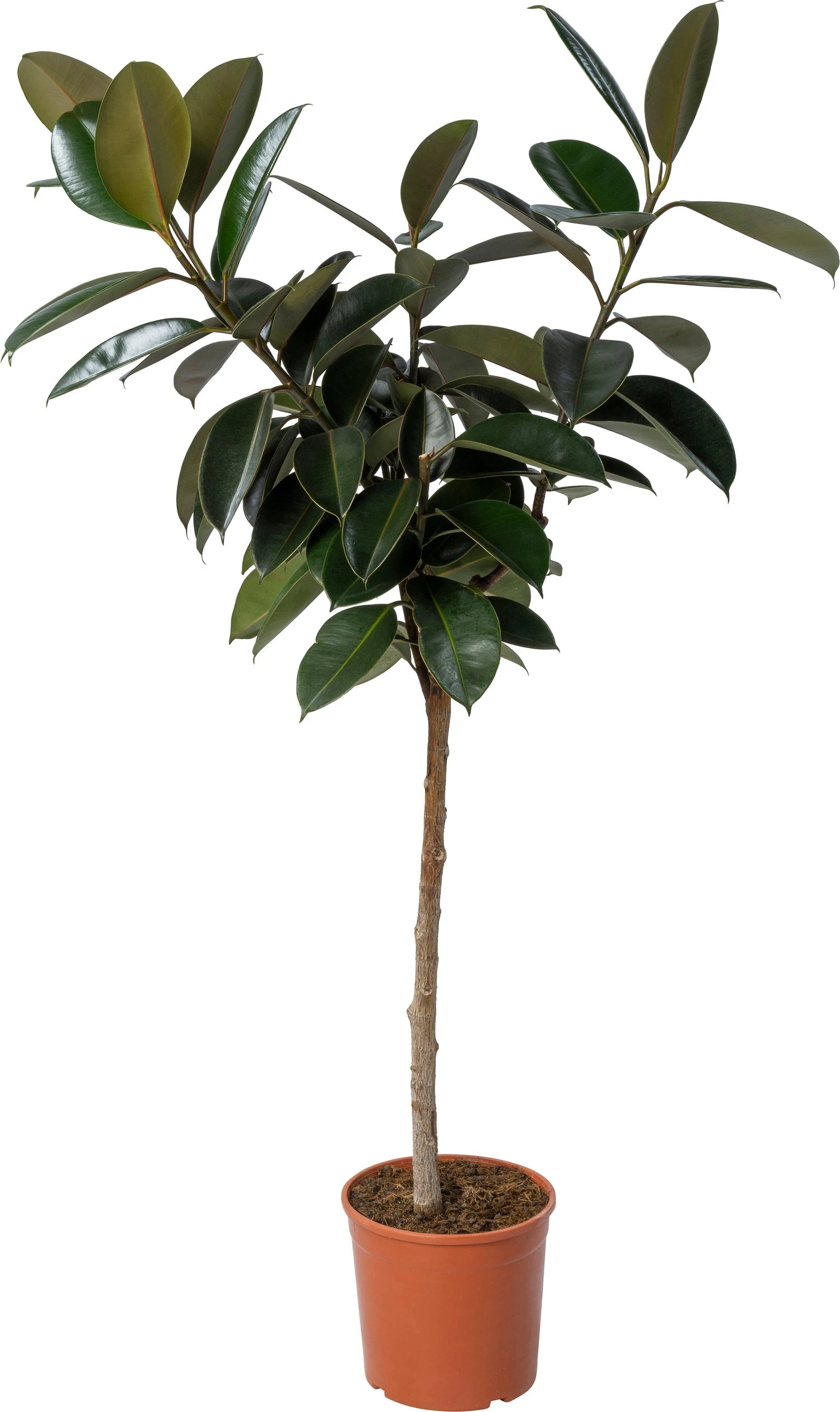 Rubberboom (Ficus Elastica 'Abidjan') D 24 H 120 Cm 3 Rubberboom (Ficus Elastica 'Abidjan') D 24 H 120 Cm