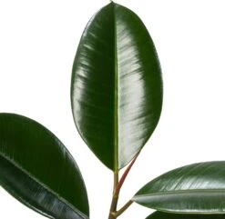 Rubberboom (Ficus Elastica 'Abidjan') D 24 H 120 Cm 5 Rubberboom (Ficus Elastica 'Abidjan') D 24 H 120 Cm -Groene Tuin Winkel 8720196957408 2