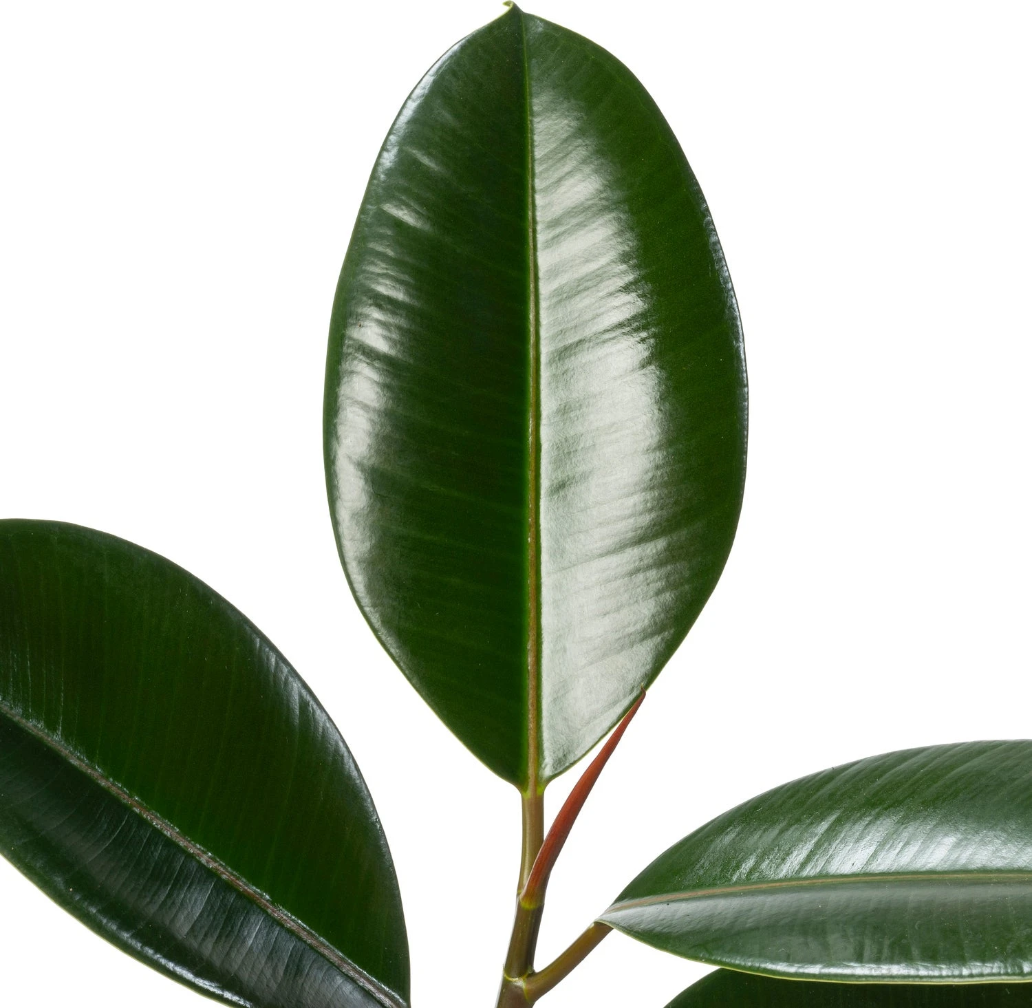 Rubberboom (Ficus Elastica 'Abidjan') D 24 H 120 Cm 4 Rubberboom (Ficus Elastica 'Abidjan') D 24 H 120 Cm - Afbeelding 2