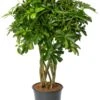 Vingersboom (Schefflera Arboricola 'Compacta') D 24 H 100 Cm -Groene Tuin Winkel 8720196959730 0