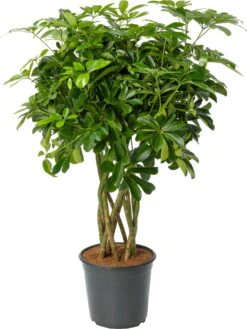 Vingersboom (Schefflera Arboricola 'Compacta') D 24 H 100 Cm