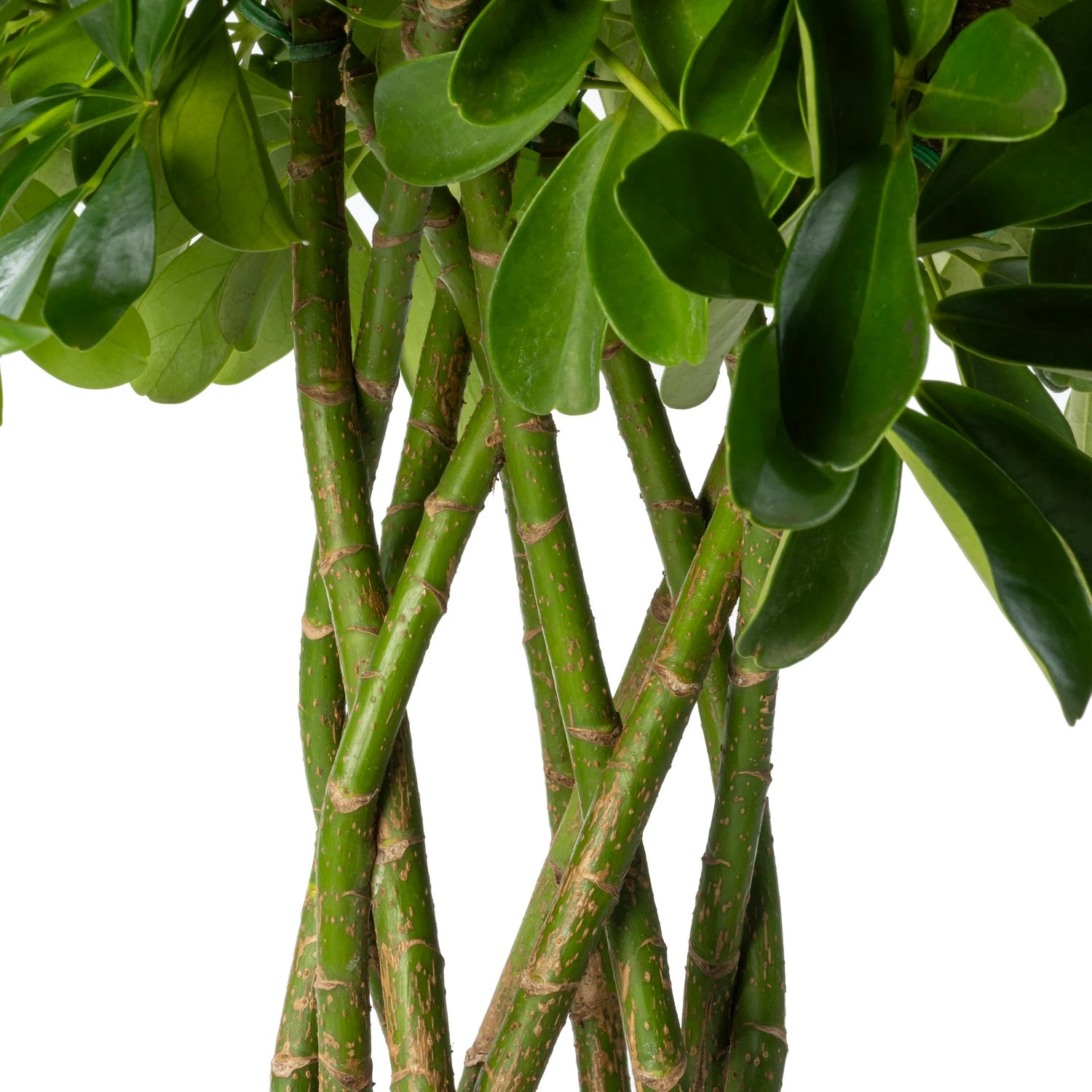 Vingersboom (Schefflera Arboricola 'Compacta') D 24 H 100 Cm 4 Vingersboom (Schefflera Arboricola 'Compacta') D 24 H 100 Cm - Afbeelding 2