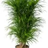Drakenbloedboom (Dracaena Reflexa 'Anita') D 27 H 110 Cm -Groene Tuin Winkel 8720196961245 0