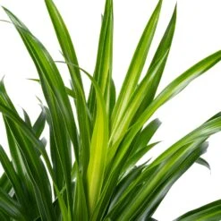 Drakenbloedboom (Dracaena Reflexa 'Anita') D 27 H 110 Cm -Groene Tuin Winkel 8720196961245 2