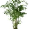Mexicaanse Dwergpalm (Chamaedorea Seifrizii) D 27 H 160 Cm -Groene Tuin Winkel 8720196961665 0