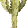 Cowboy-cactus (Euphorbia Ingens Marmorata) D 24 H 70 Cm
