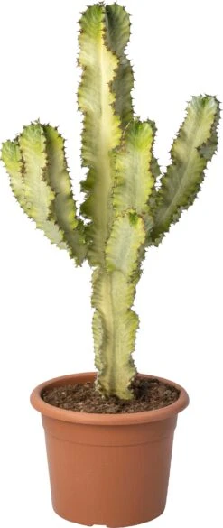 Cowboy-cactus (Euphorbia Ingens Marmorata) D 24 H 70 Cm