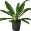Philodendron (Philodendron Campii) D 24 H 80 Cm 2 Philodendron (Philodendron Campii) D 24 H 80 Cm -Groene Tuin Winkel 8720196963980 0