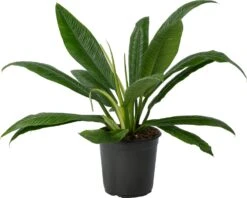 Philodendron (Philodendron Campii) D 24 H 80 Cm